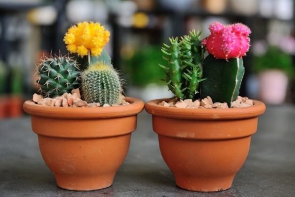 Стайни растения, които привличат щастие и богатство в дома ви