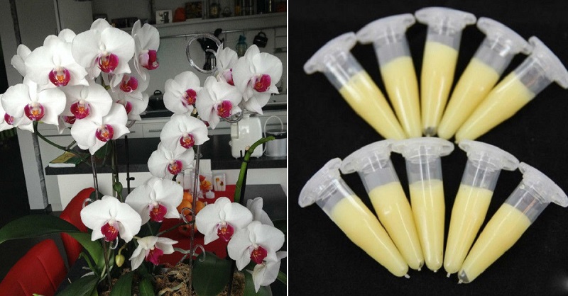 Това средство е истински дар за всички любители на орхидеята! Изключително буен цъфтеж!