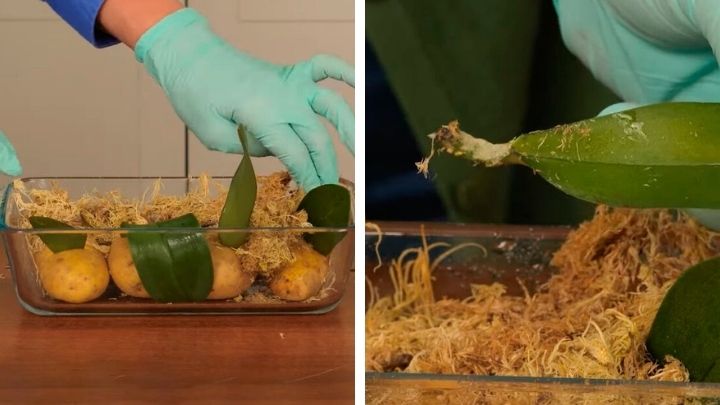Как се размножават орхидеи? Няколко нетрадиционни начина