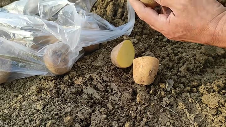 Едри картофи: Лесен трик за богата реколта