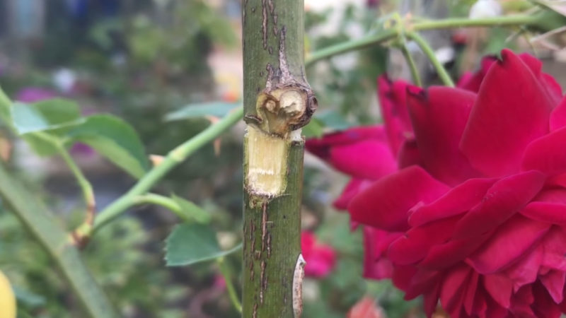 Вкореняване на роза - необичаен, но успешен метод