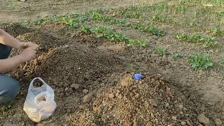 Едри картофи: Лесен трик за богата реколта