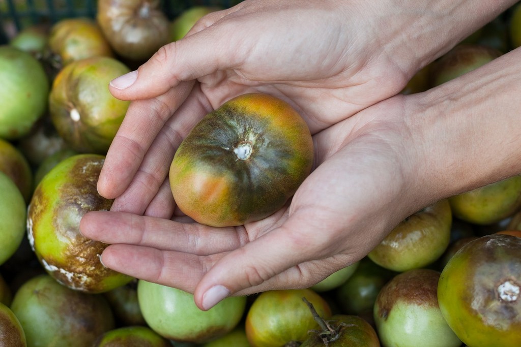 Как да предпазите доматите от болести и вредители?