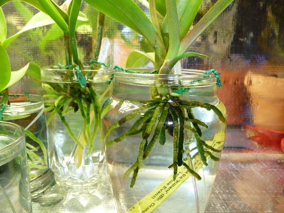 Орхидея във вода - правила и съвети за отглеждане