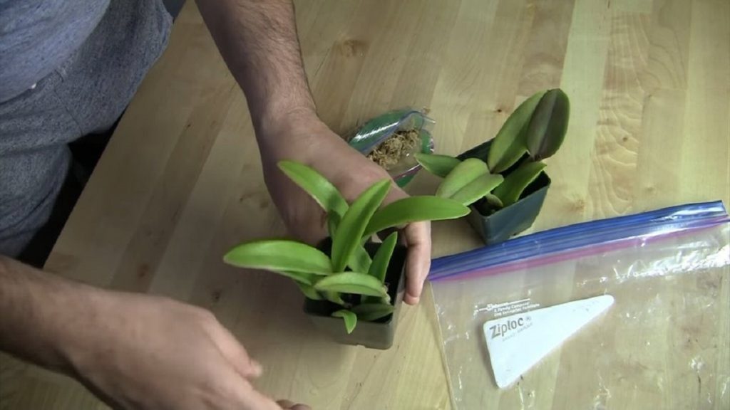 Стимулирайте корените на орхидеята с този лесен трик!