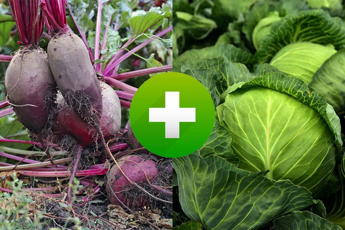 Съвместими зеленчуци - кои растения се обичат и кои не?