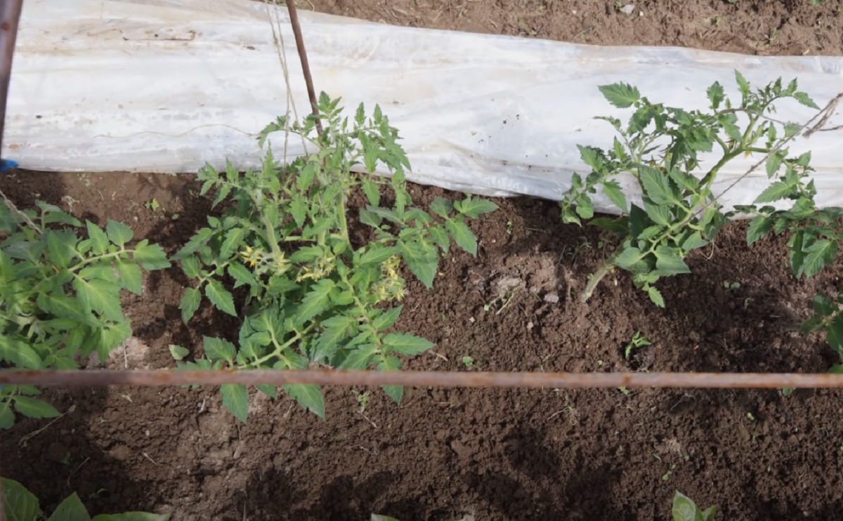 Грижа за доматите през юни, през периода на цъфтеж