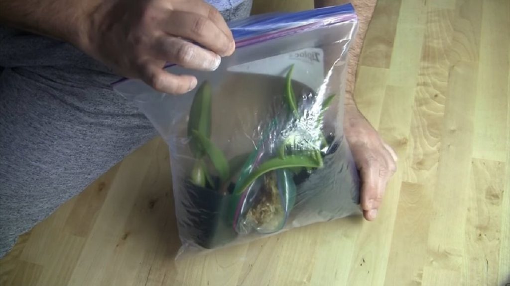 Стимулирайте корените на орхидеята с този лесен трик!