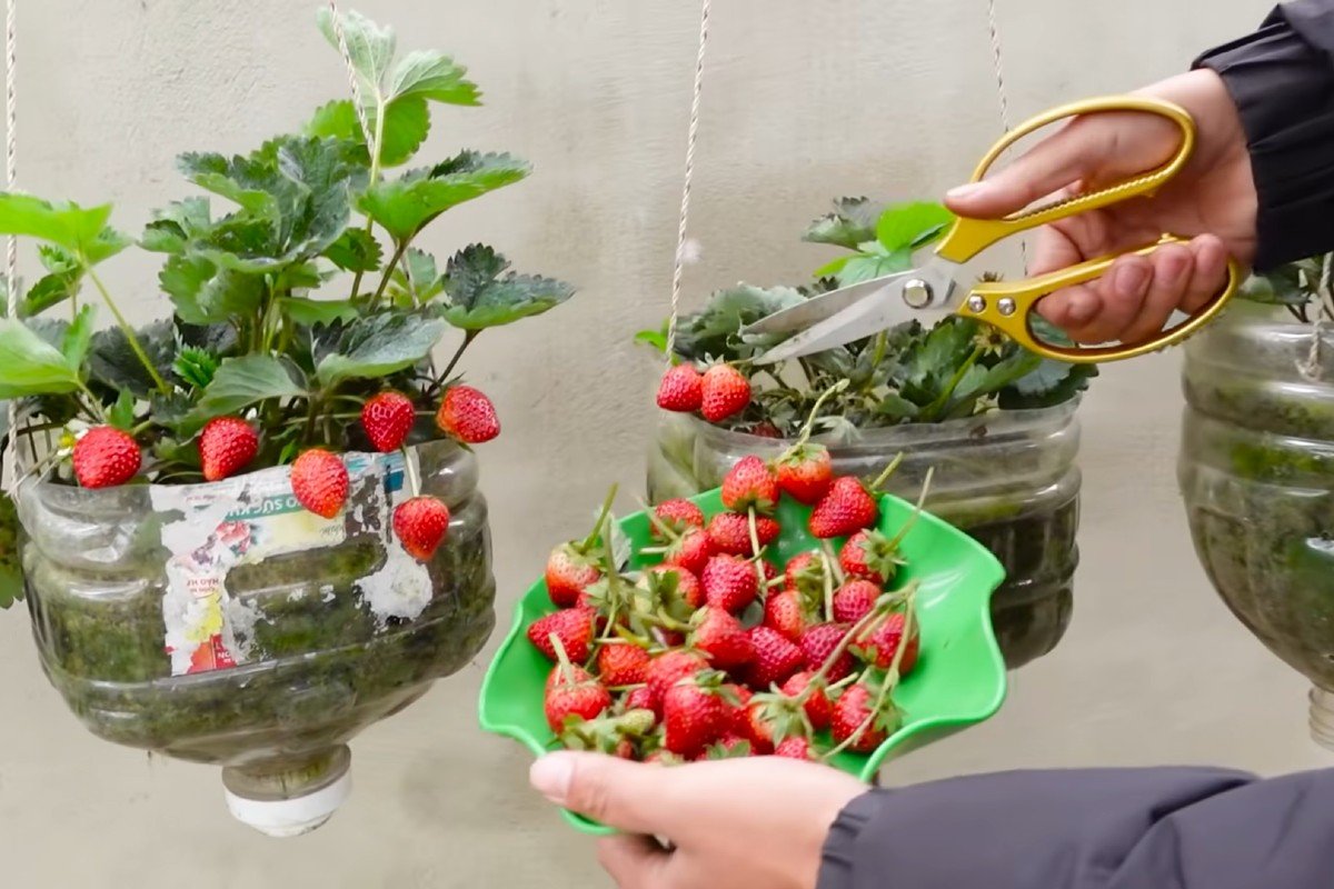 Как се отглеждат ягоди в бутилки? Обилна реколта
