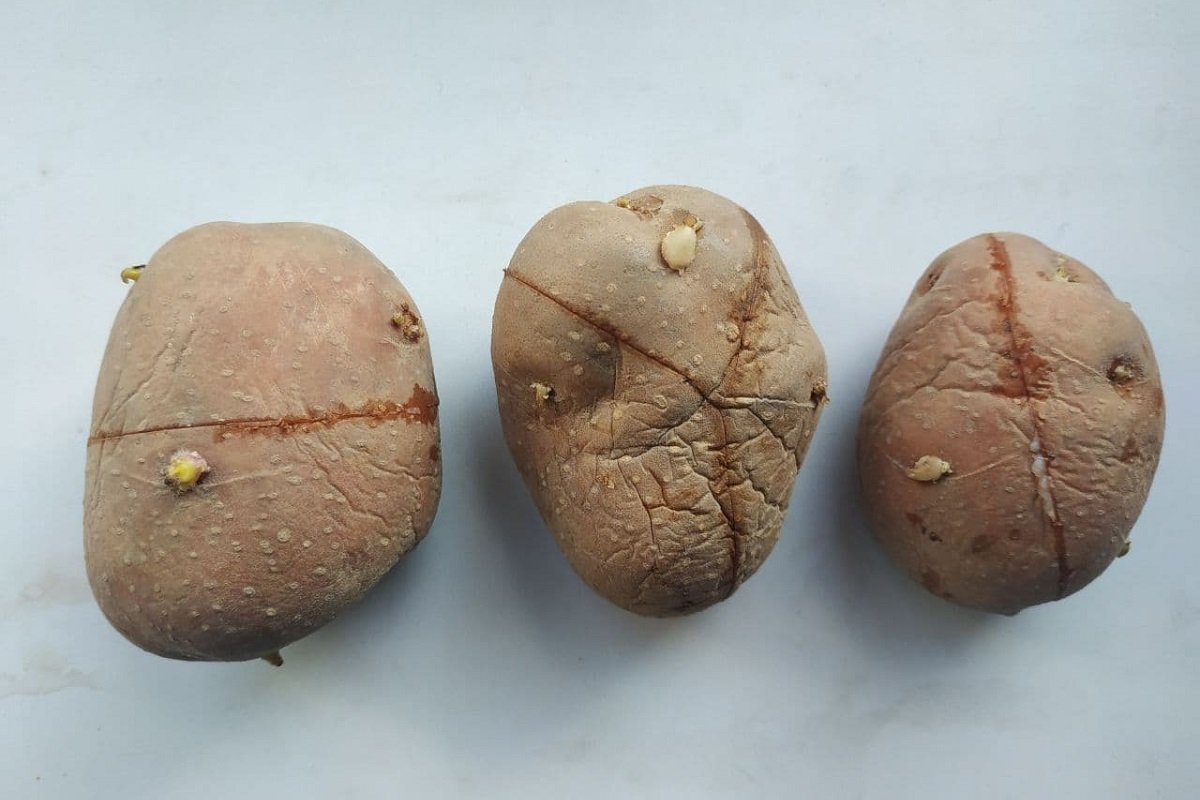 Щедра реколта от картофи благодарение на един трик