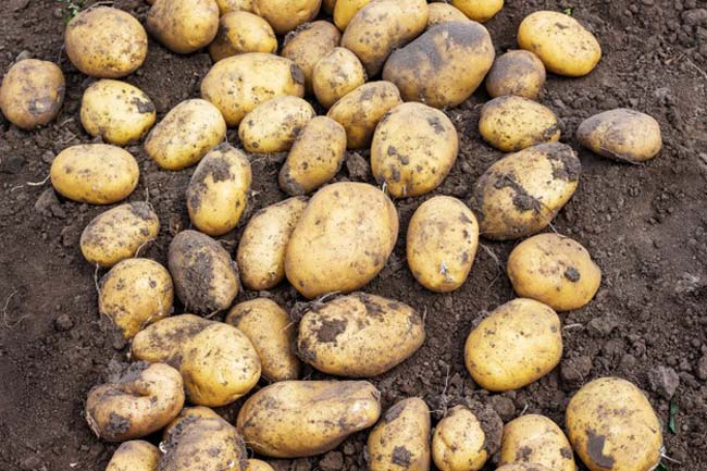 Ранни картофи - съвети и трикове при отглеждането