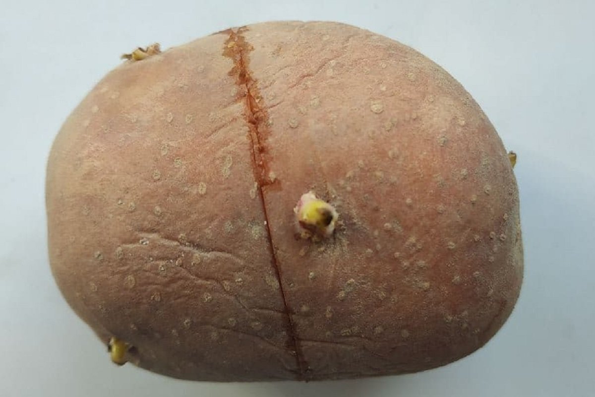 Щедра реколта от картофи благодарение на един трик