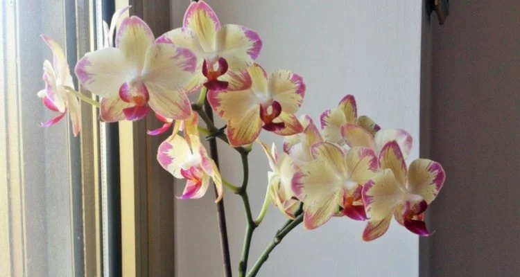 Как да спасите орхидеята, ако е започнала да съхне?
