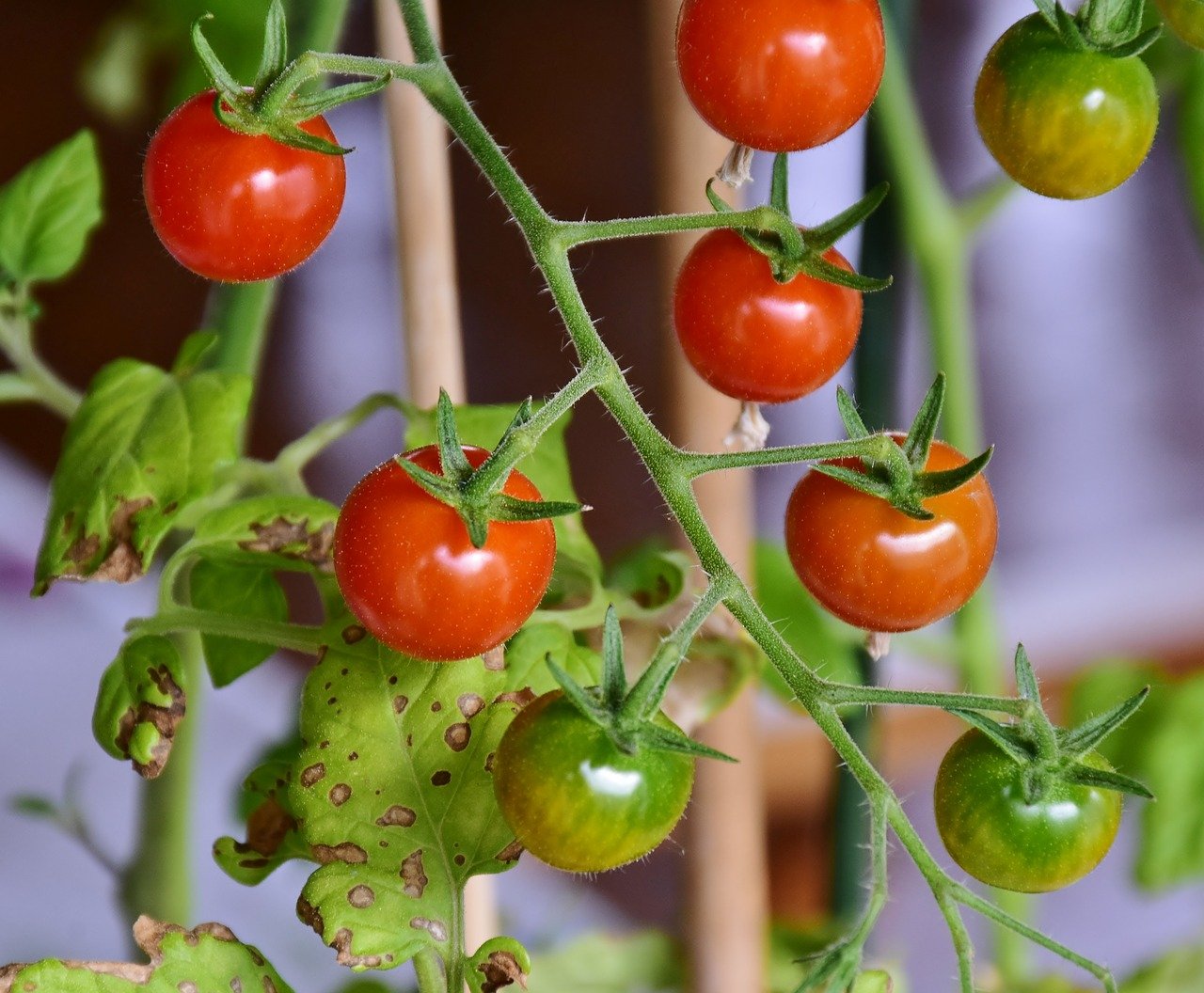 Грижи за доматите, които ще ви осигурят богата реколта