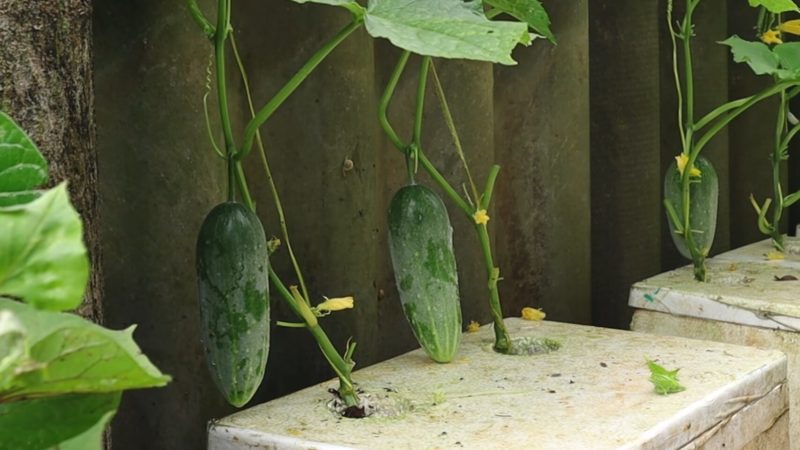 Краставици в стиропор: Ефикасен метод за богата реколта