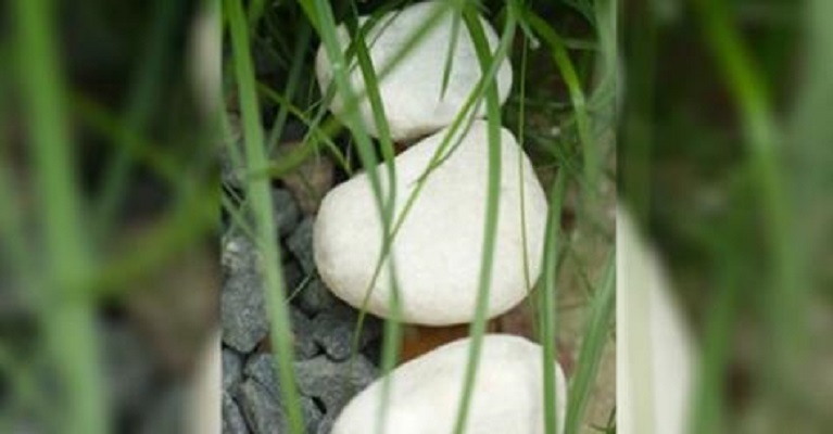 Ако видите тези странни бели камъчета близо до дома си, знайте, че сте в опасност!