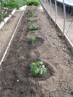 Доматите - как да ги засадим правилно за да получим добра реколта