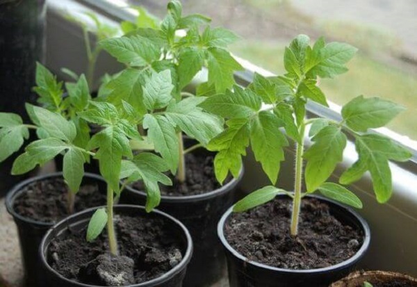 Допълнително торене на доматения разсад при бавен растеж