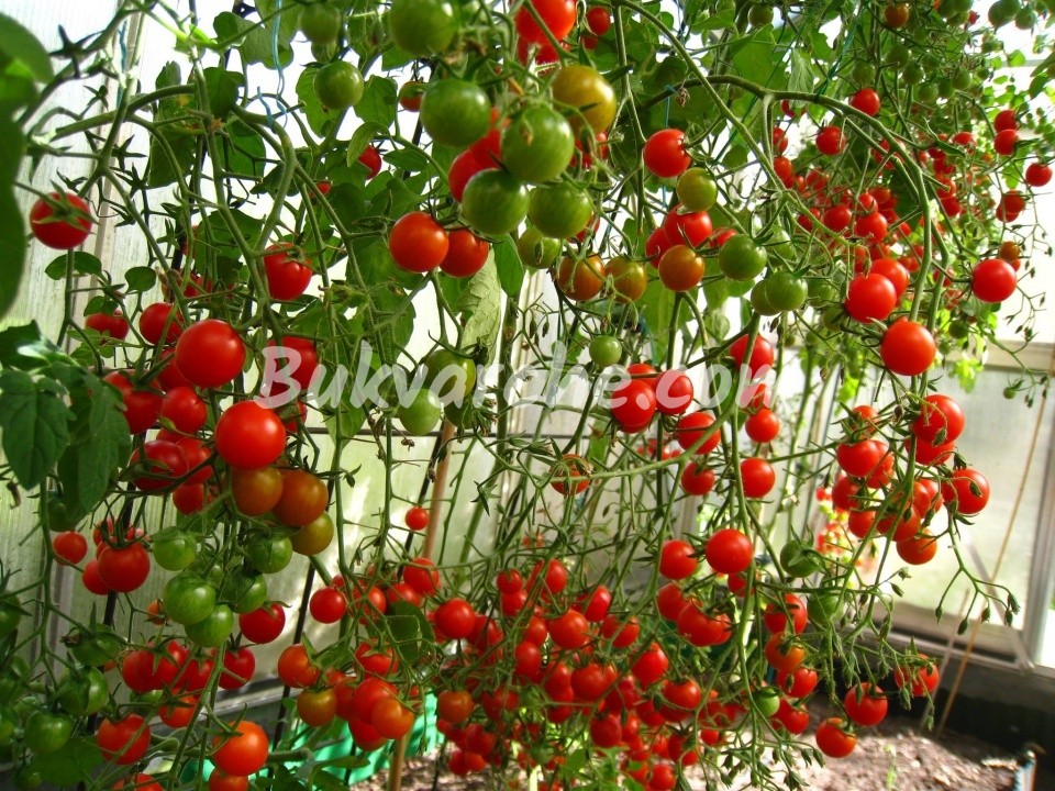 Естествени торове за доматите за изобилна реколта