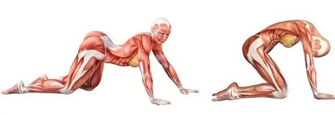 Гъвкавост на тялото предотвратява заболявания като артрит