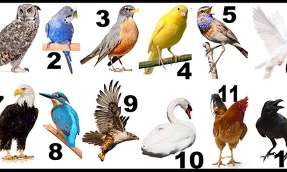 Коя птица е твоето второ "аз" според месеца на раждане?