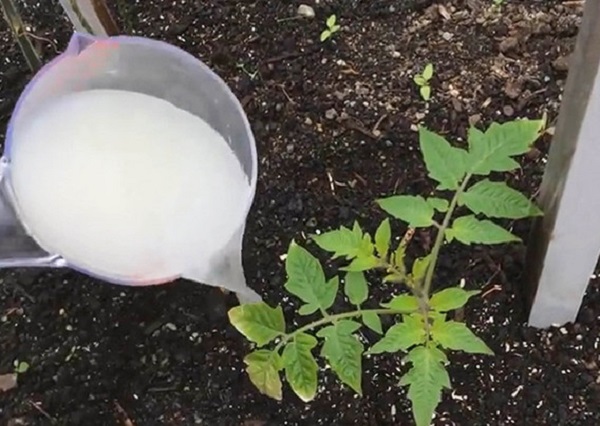 Осигурете буен растеж на доматите, като ги полеете с тази допълнителна тор!