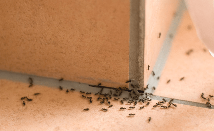 Отървете се от мравките във вашия дом бързо и лесно