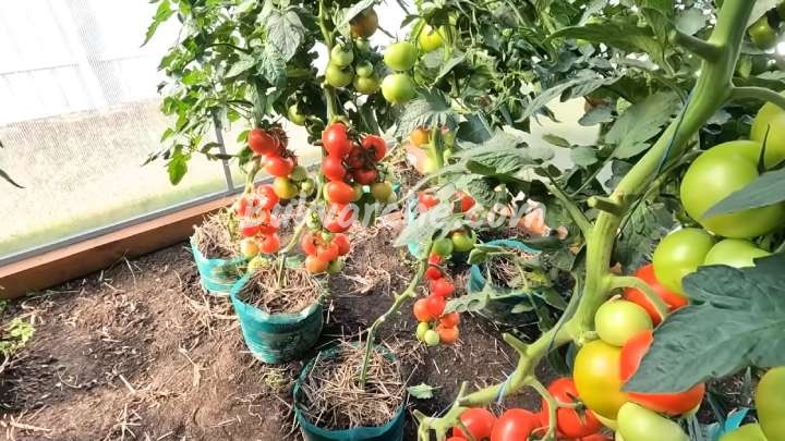 Разтеж на доматите
