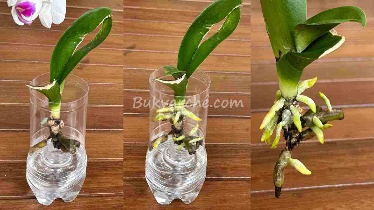 Съживяване на орхидея с тази азиатска тайна