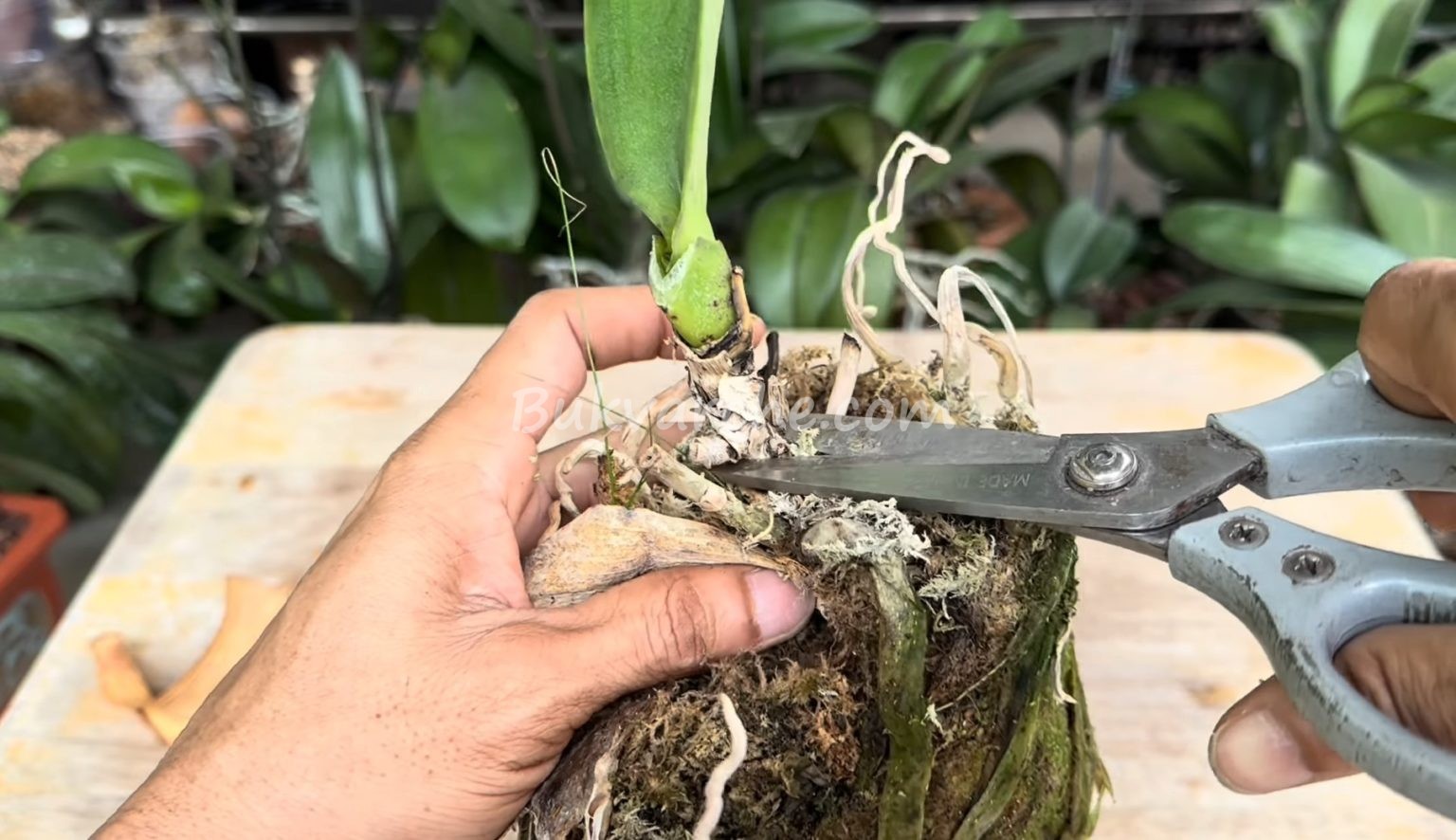 Съживяване на орхидеята може да направите с яйчена черупка