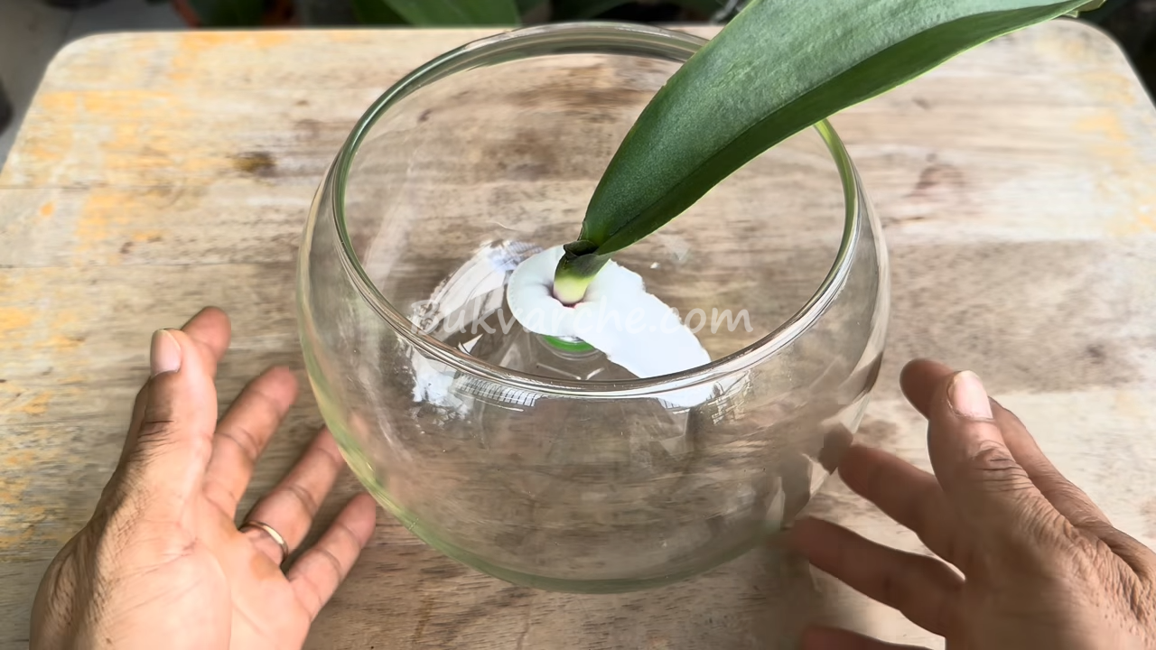 Съживяване на умираща орхидея в няколко лесни стъпки