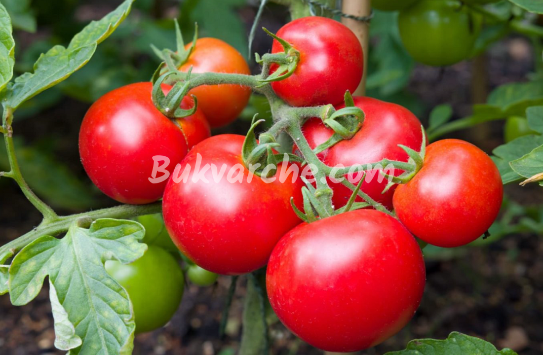 Защита на картофите и доматите от болести и вредители